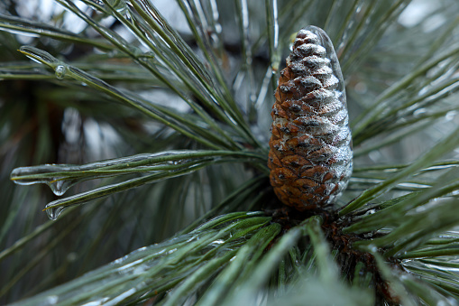 Pine branch with cone in ice glaze outdoors on winter day, closeup