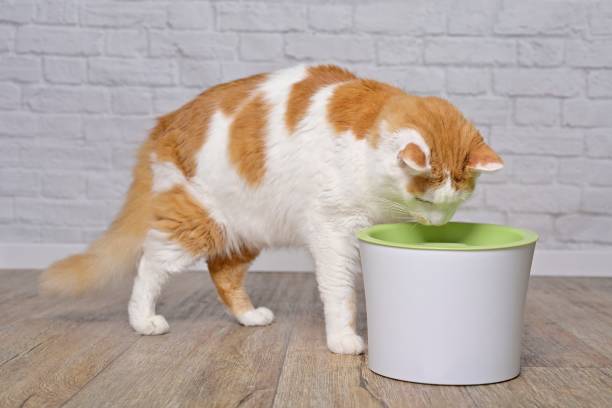 istock Cute longhair cat drinking water from a pet drinking fountain. 1441416849
