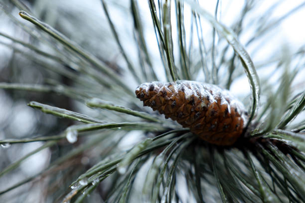 Directly above fallen pine cones and twigs in the snow.