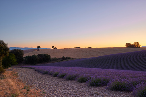 Lavender field during sunset. In the foreground the beautiful purple colored lavender and in the background the sun setting.