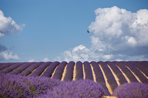 Hilly lavender field on a sunny day. There are some clouds in the sky.