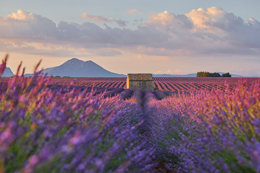 Small cabin in a lavender field during sunrise. There are some clouds in the sky that color from the sunlight.