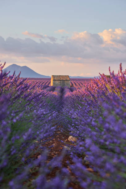 Small cabin in a lavender field during sunrise.