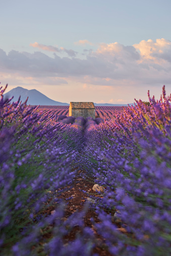 Small cabin in a lavender field during sunrise. There are some clouds in the sky that color from the sunlight.