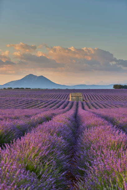 istock Small cabin in a lavender field during sunrise. 1441418736