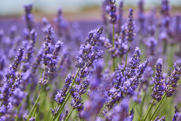 Lavender field close up flower.
