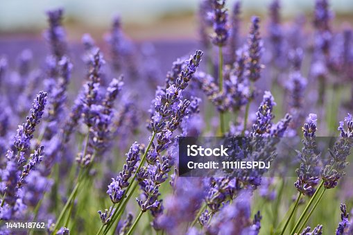 istock Lavender field close up flower. 1441418762