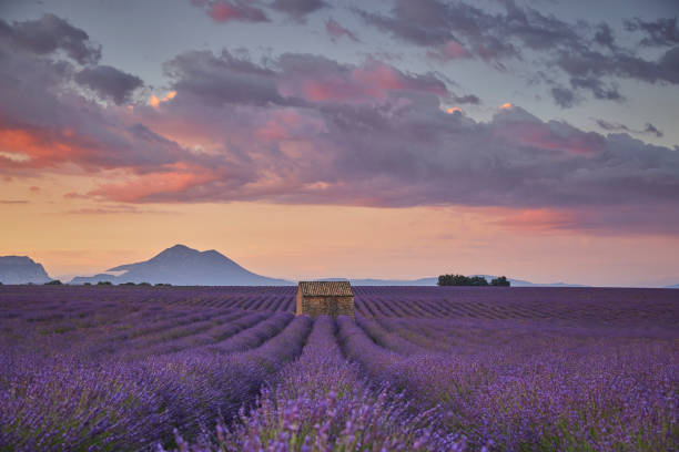 istock Small cabin in a lavender field during sunrise. 1441418780