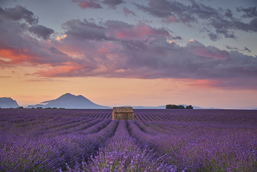 Small cabin in a lavender field during sunrise.