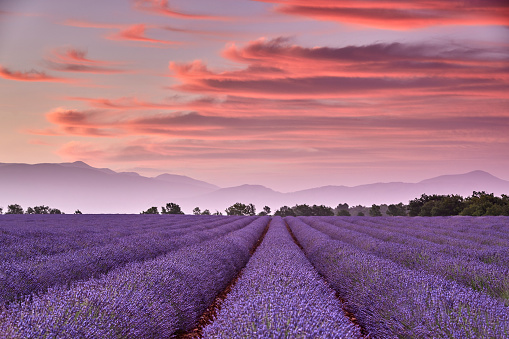 Lavender field during a beautiful sunrise. In the foreground the beautiful purple colored lavender and in the background the sun rising over the mountains. There are some clouds in the sky.