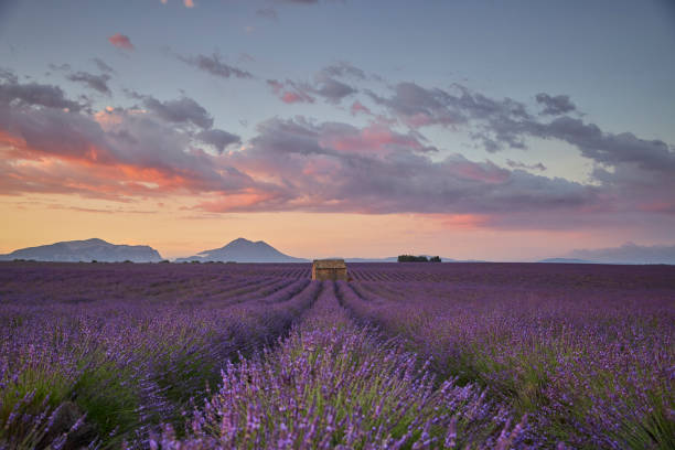 istock Small cabin in a lavender field during sunrise. 1441418821