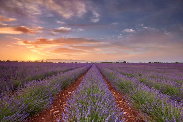 istock Lavender field during a beautiful sunrise 1441418881