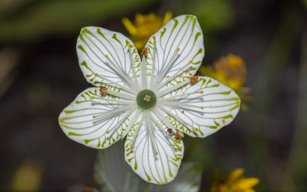 istock Single Parnassia grandifolia bloom in sunlight, with single stamen having been spent 1441418903