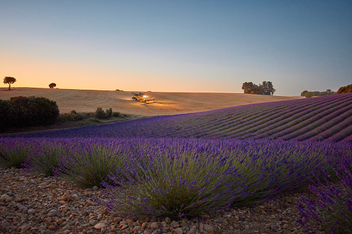 Lavender field during sunset. In the foreground the beautiful purple colored lavender and in the background the sun setting. There is a machine harvesting with its lights on.