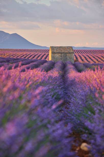 istock Small cabin in a lavender field during sunrise. 1441418928