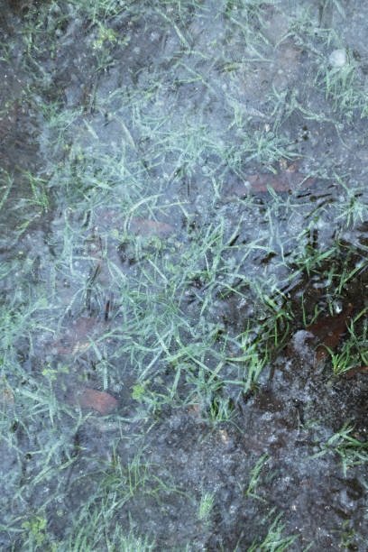 istock Grass frozen in ice as background, top view 1441418930
