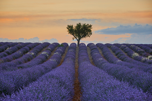 Lavender field during a beautiful sunset. In the foreground the beautiful purple colored lavender and in the background the sun setting. There are some clouds in the sky and one tree at the horizon.