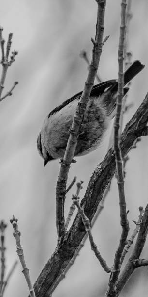istock Eurasian Blue Tit perched on a tree branch 1441418966