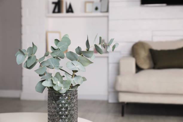 istock Vase with beautiful eucalyptus branches in living room. Space for text 1441419526