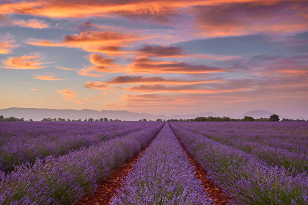 istock Lavender field during a beautiful sunrise 1441419554