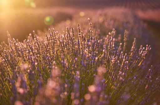 Lavender field during sunset. Close up with the field in the back.