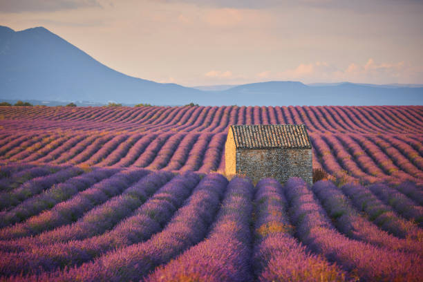 istock Small cabin in a lavender field during sunrise. 1441419631