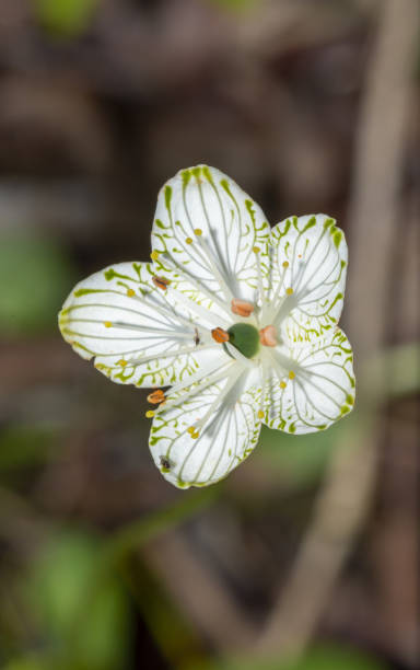 istock Single Parnassia grandifolia bloom in sunlight, with single stamen curved inwards, touching green center 1441419892