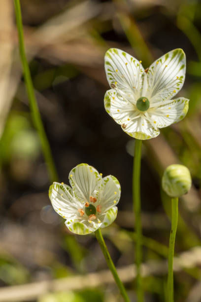 istock Two Parnassia grandifolia plants blooms in sunlight 1441420068