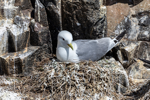 kittiwake seabird larus tridactyla sitting on its nest at a colony in the farne islands