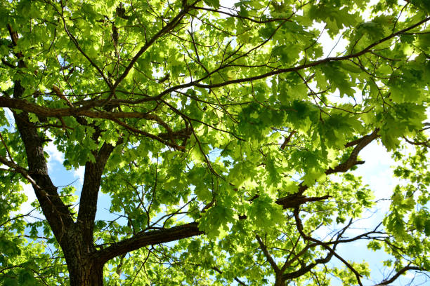 istock oak tree branches with green leaves on blue sky background, close-up 1441420626