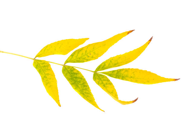 Yellow autumn leaves isolated on white background