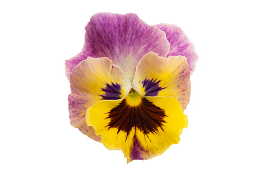 Ruellia  Flowers in garden