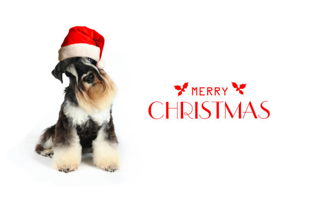 funny merry christmas card with dogs