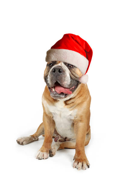 istock continental bulldog  with christmas hat 1441422367