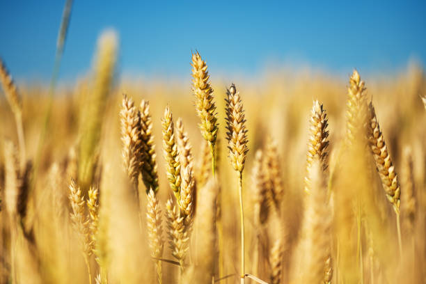 istock Wheat field on a sunny day 1441422509