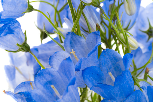 Bluebells flowers isolated on white background