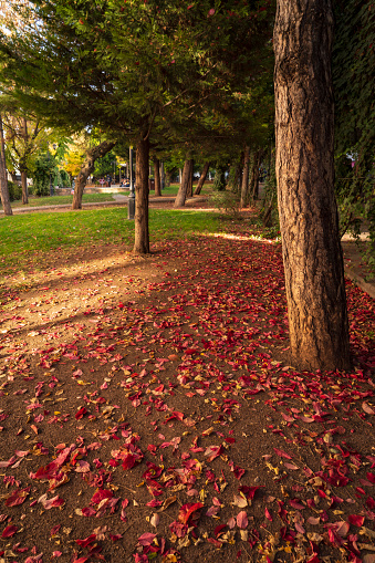 Beautiful autumn background with colorful leaves falling from the trees in park.