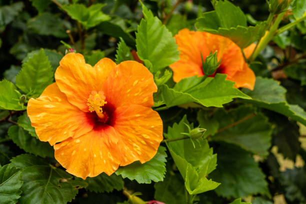 istock orange hibiscus grown in a garden in spain 1441424747