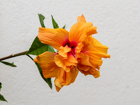 Hibiscus orange flower, Tenerife