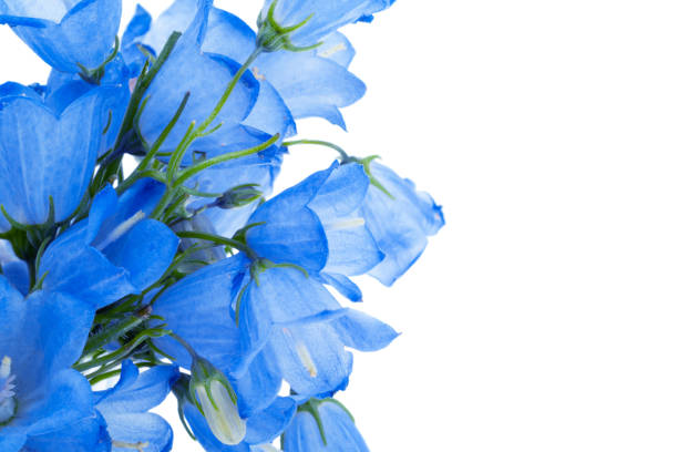 Bluebells flowers isolated on white background