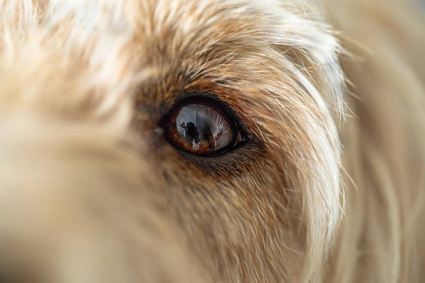 istock Close up of a cockapoo's left eye 1441425231