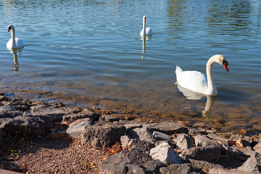 White swans and ducks on a lake