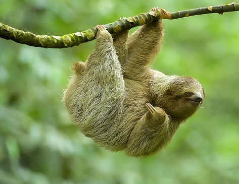 three-toed or three-fingered sloths from Costa Rica