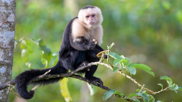 панамский беломордый капуцин (имитатор cebus) - brown capuchin monkey стоковые фото и изображения