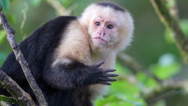 панамский беломордый капуцин (имитатор cebus) - animals in the wild manuel antonio national park primate monkey стоковые фото и изображения