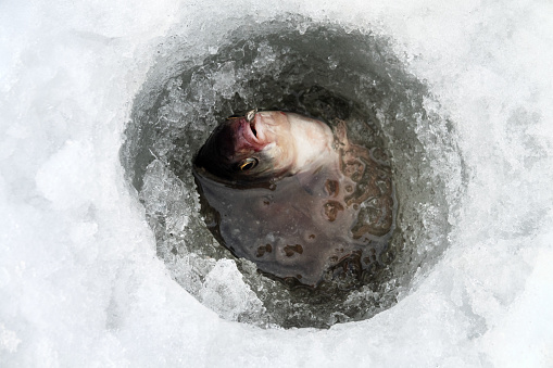 Fish bream in the hole in ice. Caspian bream (Abramis brama orientalis). Ice fishing