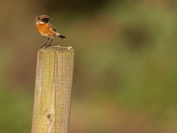 istock Stonehchat perched on a wooden post with feathers ruffled from wind at RSPB Arne, Wareham, Dorset. 1441427847