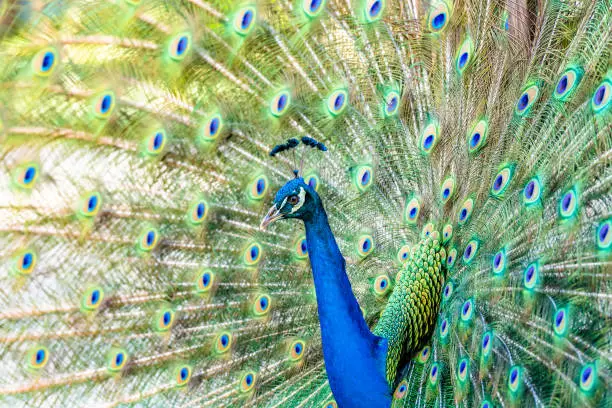 Photo of Beautiful Indian peacock displaying his tail