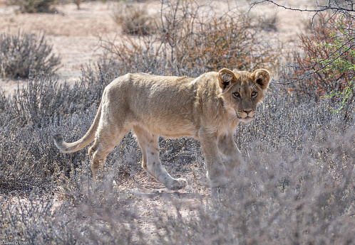 Lioness (Leo Panthera)