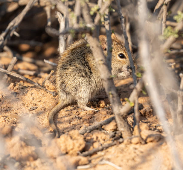 istock Brants whistling rat 1441429311